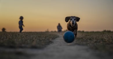 budget chien