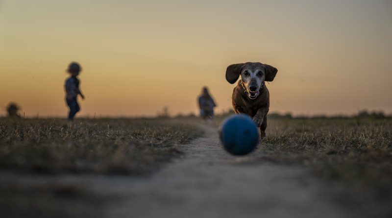 budget chien